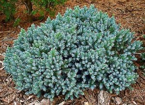 juniperus-squamata-blue-star[1]