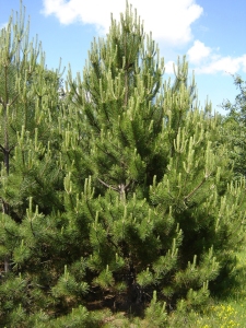Pinus_nigra_young_tree_Bulgaria[1]