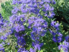 Caryopteris 'Kew blue'