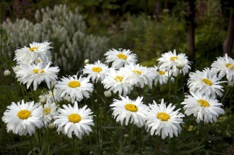 Chrysanthemum maximum 'Snowdrift' 01