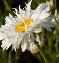 Chrysanthemum maximum 'Snowdrift'