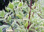 Cornus alba 'Elegantissima' 03
