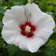 Hibiscus syriacus 'Red Heart' 02
