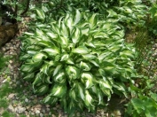 Hosta undulata 'Medio-variegata'-