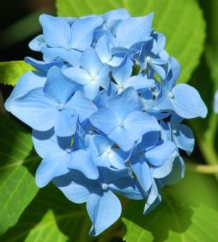 Hydrangea macrophylla 'Nikko Blue' 01