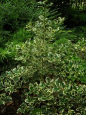 Ilex aquifolium 'Aureomarginata' 02