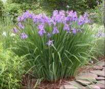 Iris hybrida -siberian