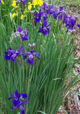 Iris hybrida