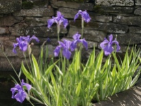 Iris variegata02