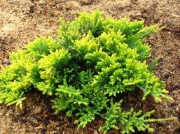 Juniperus horizontalis 'Golden Carpet' 02