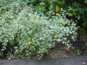 Kerria japonica 'Picta' 10