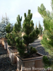 Pinus leucodermis 'Satellite' 03
