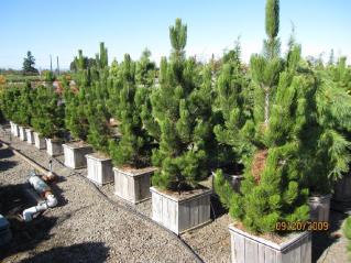 Pinus leucodermis 'Satellite'
