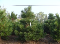 Pinus nigra austriaca_1