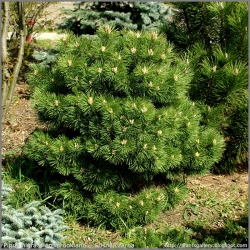 Pinus nigra nana 02