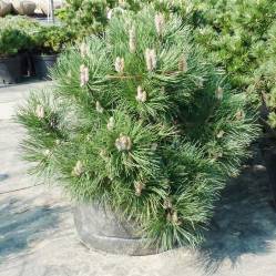 Pinus nigra nana 03