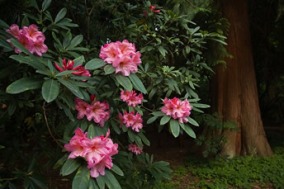 Rhododendron hybrida