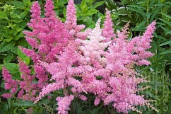 ASTILBE SHOWSTAR (MIXED)