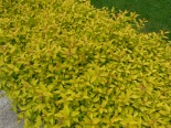 Spiraea japonica 'Golden Princess'556
