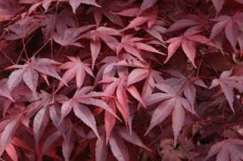 Acer FireGlow leaves