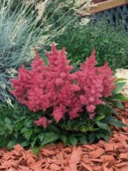 Astilbe arendsii Astary® Red