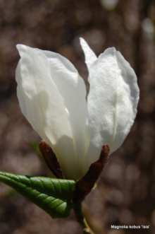 magnolia-kobus-isis-PBR