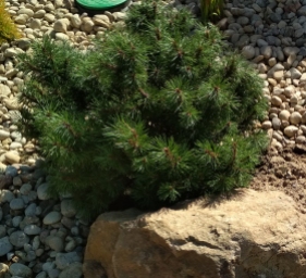 Pine mugo