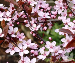 Prunus-cerasifera-nigra-small