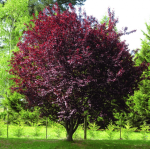 prunus-cerasifera-pissardii-nigra-tree-p4013-31249_medium