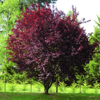 prunus-cerasifera-pissardii-nigra-tree-p4013-31249_medium