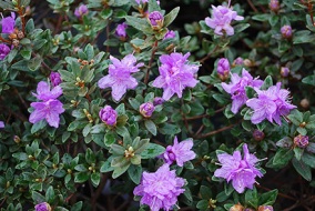 Rhododendron-Purple-Gem-sm